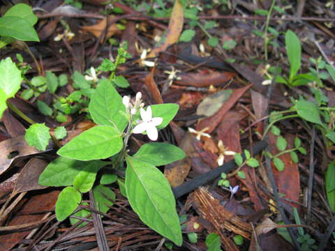 Pseuderanthemum variabile (R. Br.) Radlk. resmi