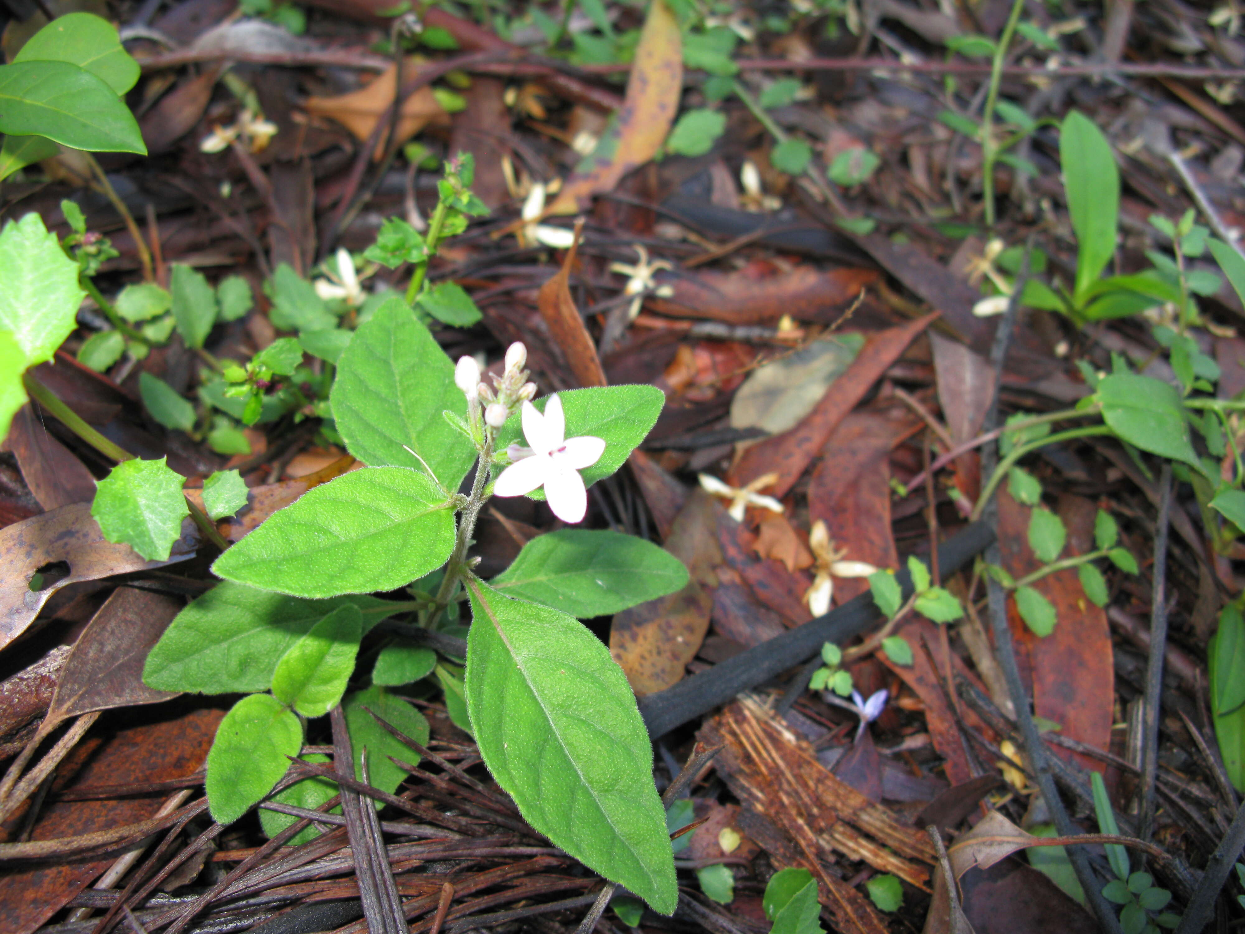 Image de Pseuderanthemum variabile (R. Br.) Radlk.