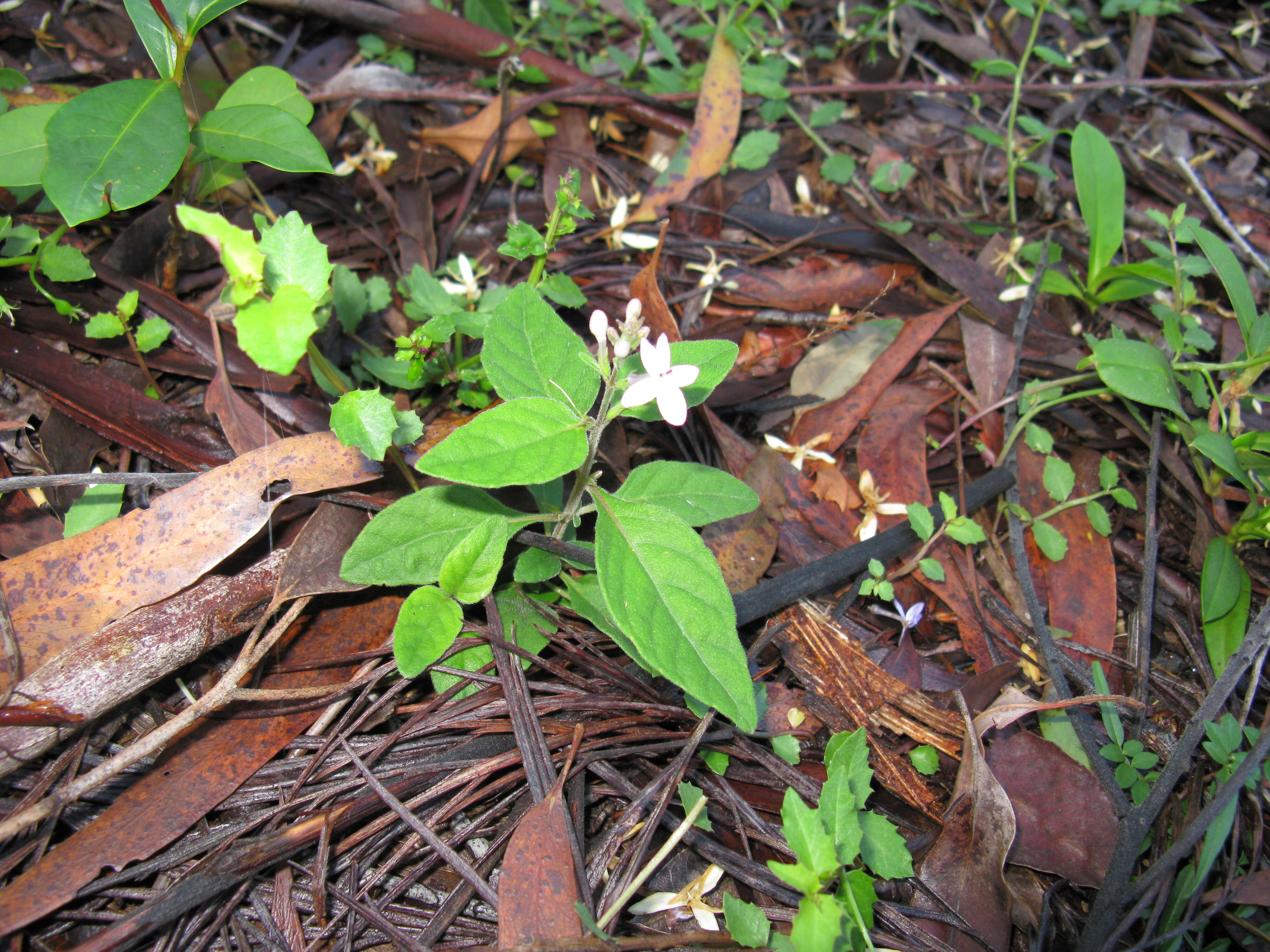 Pseuderanthemum variabile (R. Br.) Radlk. resmi