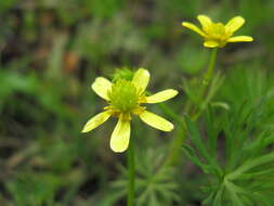 Image of Ranunculus inundatus R. Br. ex DC.