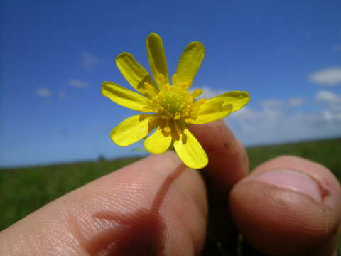 Image of Ranunculus inundatus R. Br. ex DC.