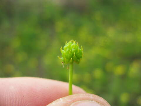 Image of Ranunculus inundatus R. Br. ex DC.