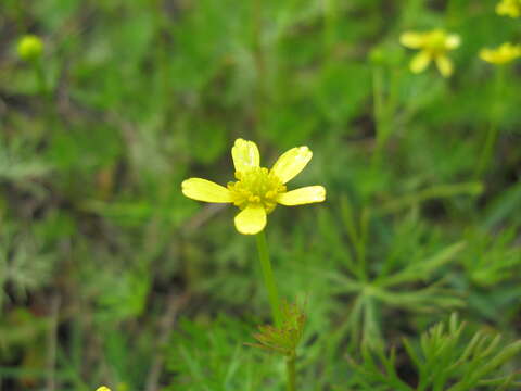 Image of Ranunculus inundatus R. Br. ex DC.