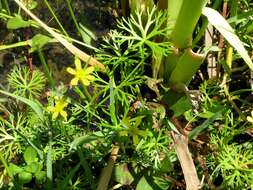 Image of Ranunculus inundatus R. Br. ex DC.