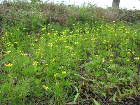 Image of Ranunculus inundatus R. Br. ex DC.