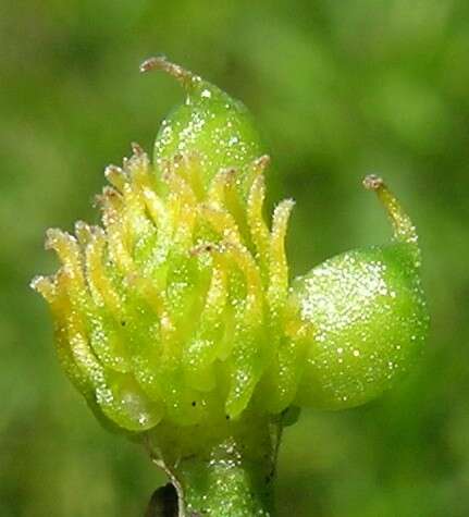Image of Ranunculus inundatus R. Br. ex DC.