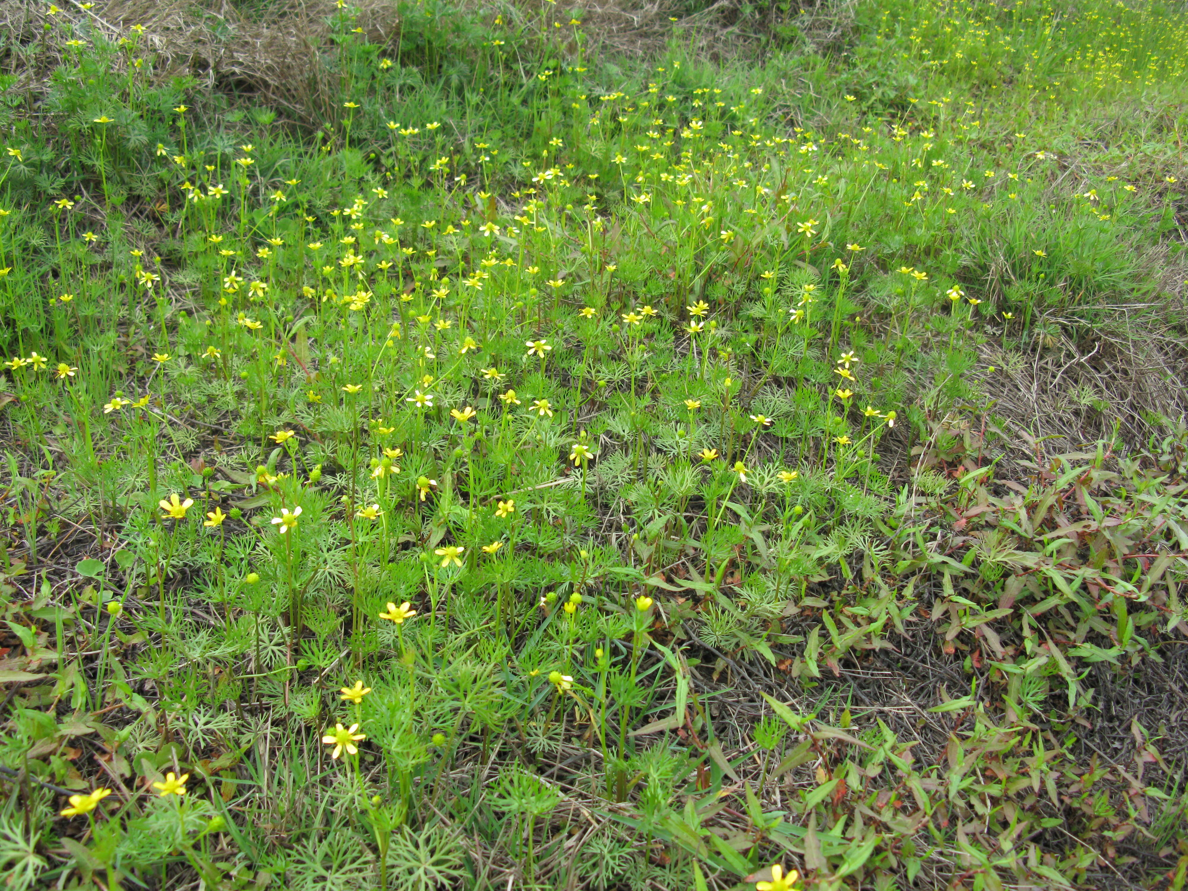 Image of Ranunculus inundatus R. Br. ex DC.