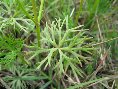Image of Ranunculus inundatus R. Br. ex DC.