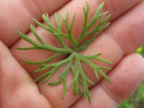 Image of Ranunculus inundatus R. Br. ex DC.