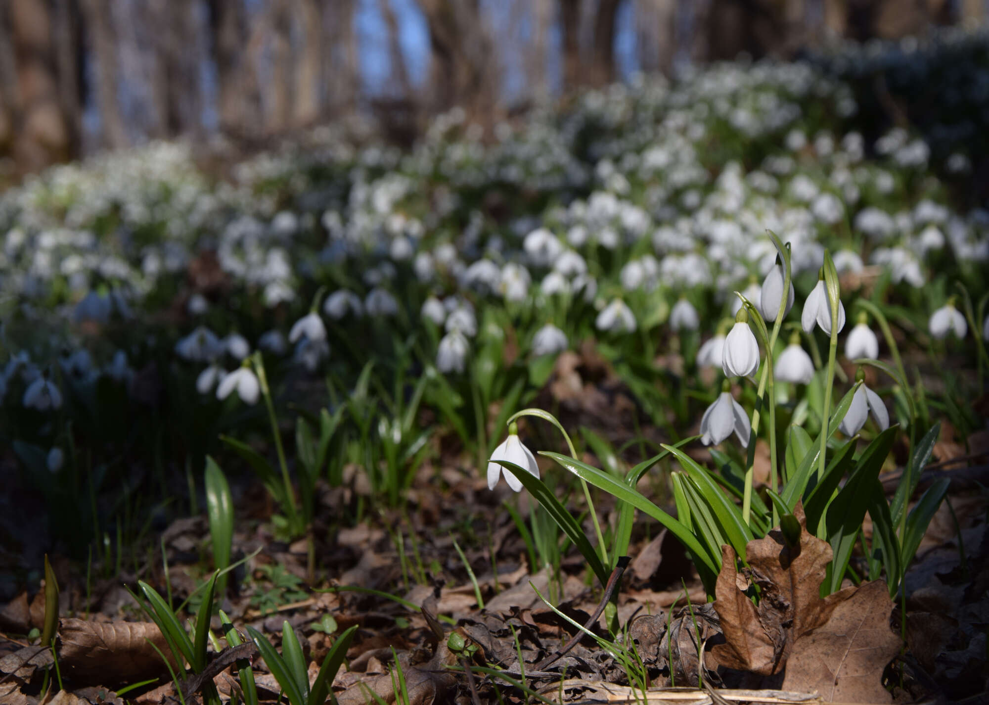 Image of Galanthus plicatus M. Bieb.