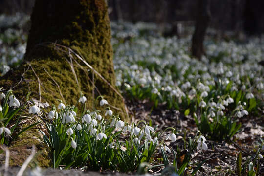 Image of Galanthus plicatus M. Bieb.