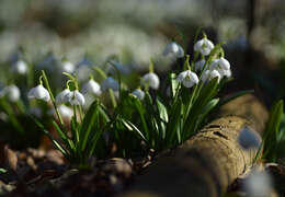 Image of Galanthus plicatus M. Bieb.