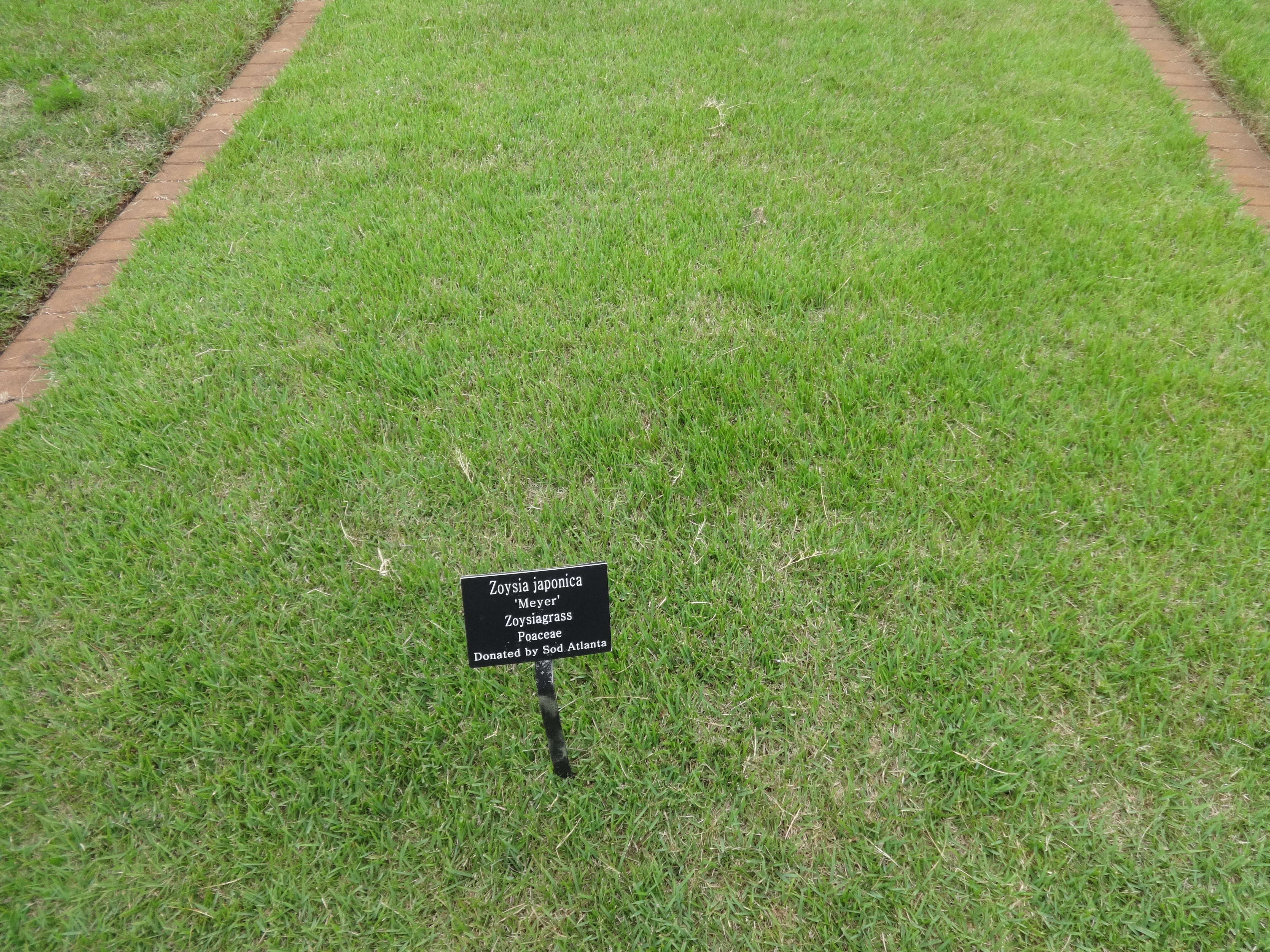 Plancia ëd Zoysia japonica Steud.