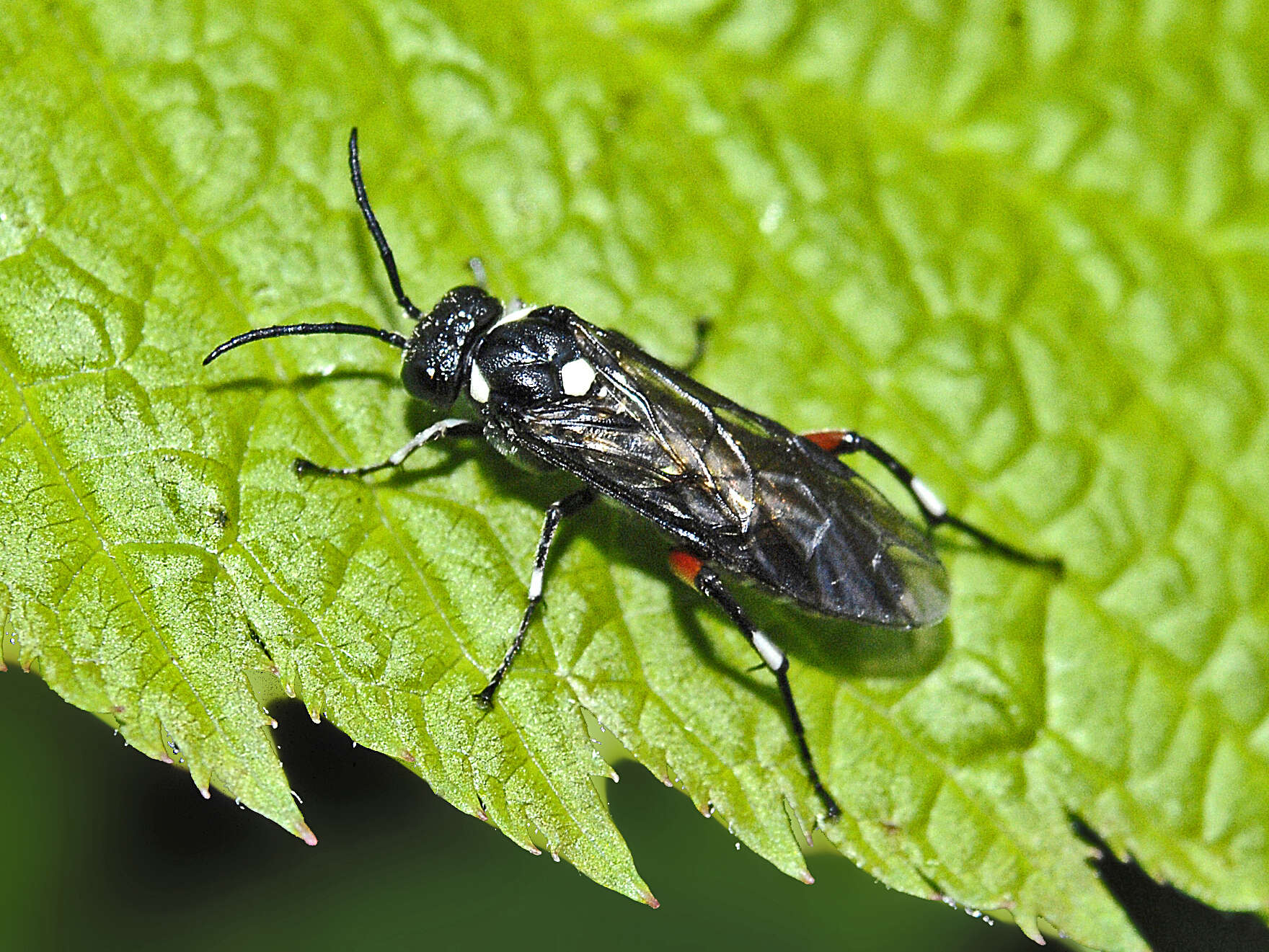 Image of Privet Sawfly