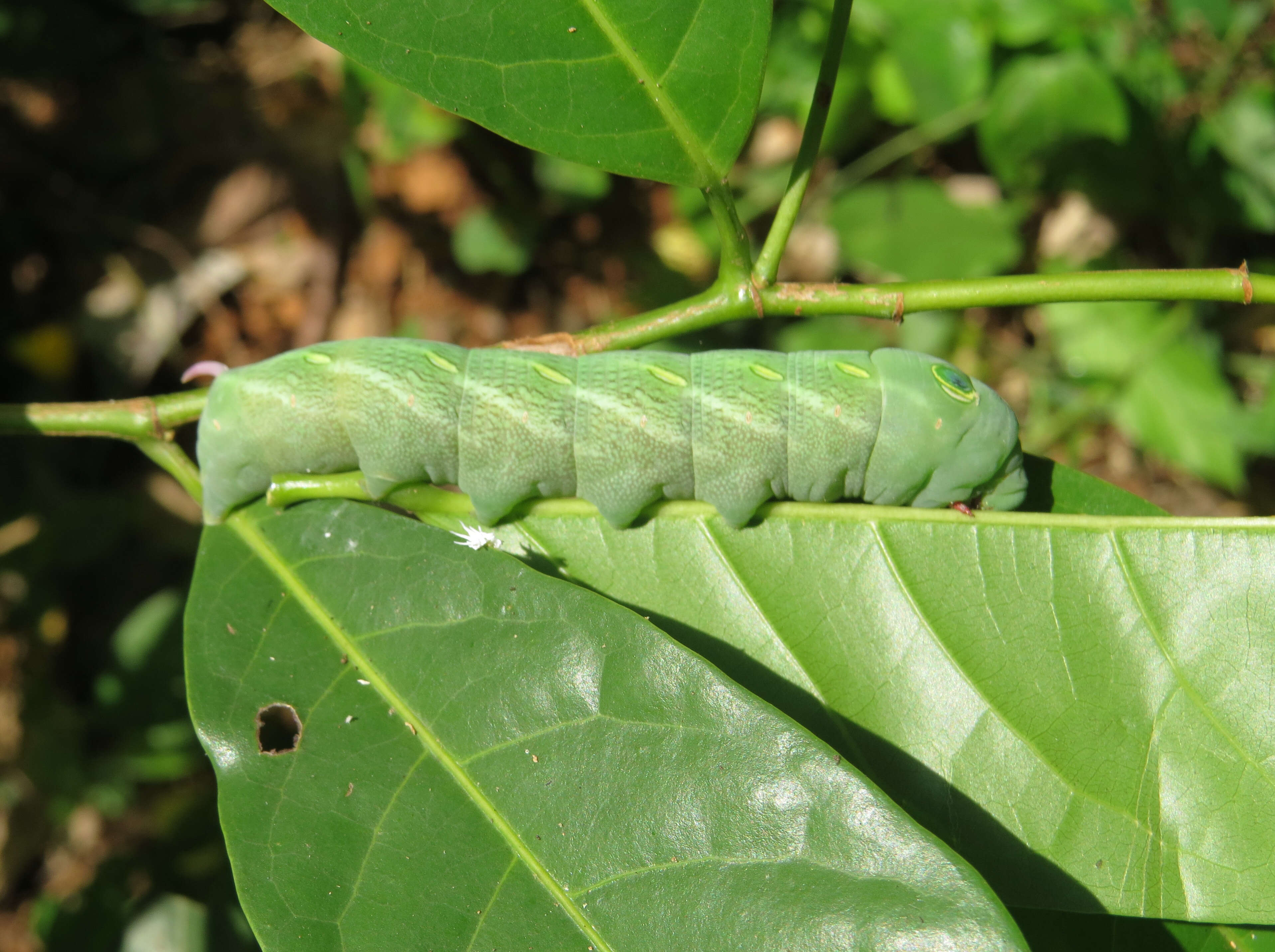 Plancia ëd Aporosa cardiosperma (Gaertn.) Merr.