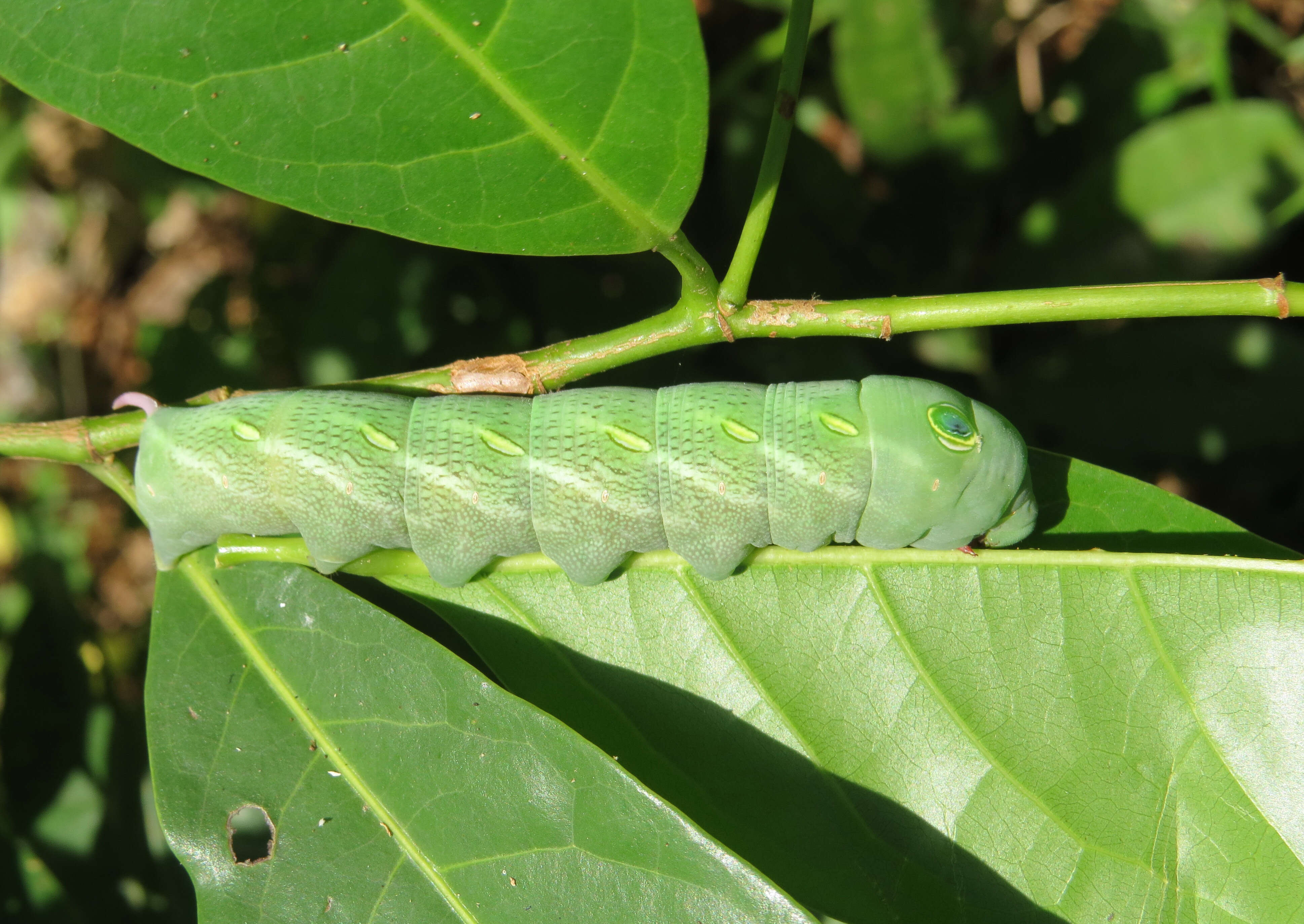 Plancia ëd Aporosa cardiosperma (Gaertn.) Merr.