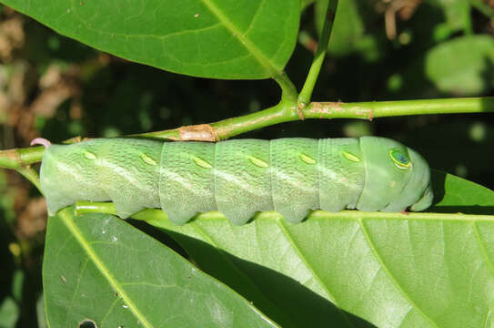 Image of Aporosa cardiosperma (Gaertn.) Merr.