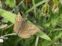 Image of dingy skipper