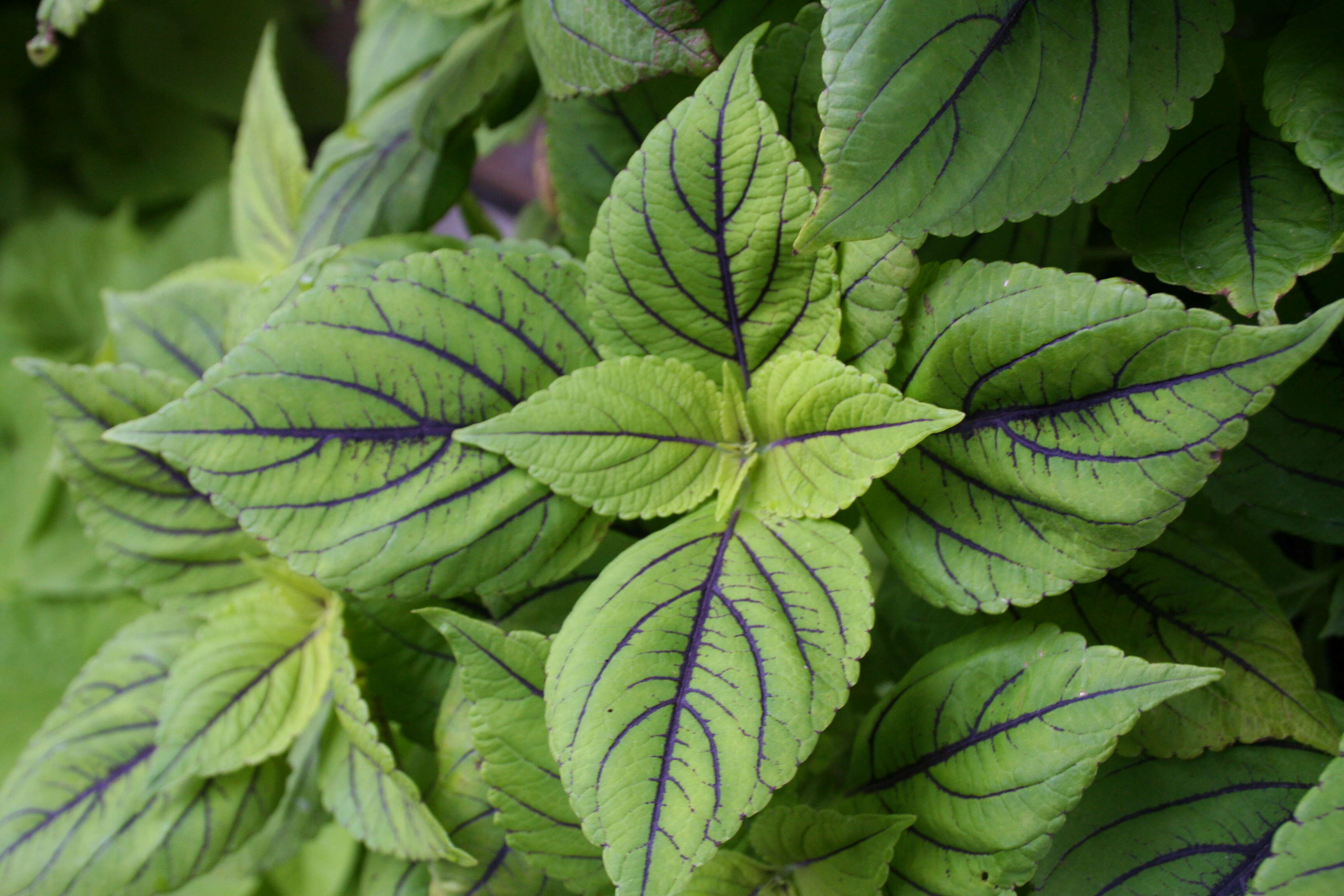 Image of common coleus