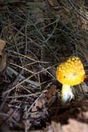 Image of Amanita flavoconia G. F. Atk. 1902