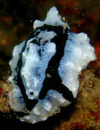 Image of Phyllidiopsis shireenae Brunckhorst 1990