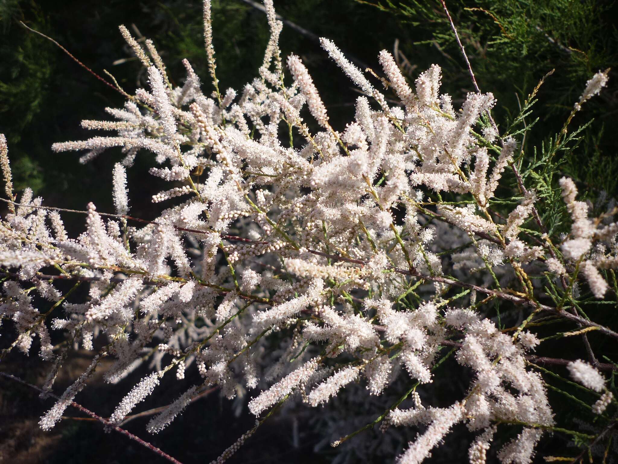 Image of Canary Island tamarisk