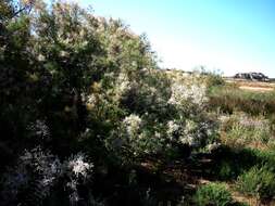 Image of Canary Island tamarisk