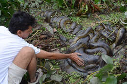 Image of Green anaconda