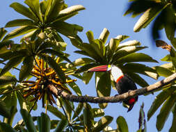 Image of Red-billed Toucan