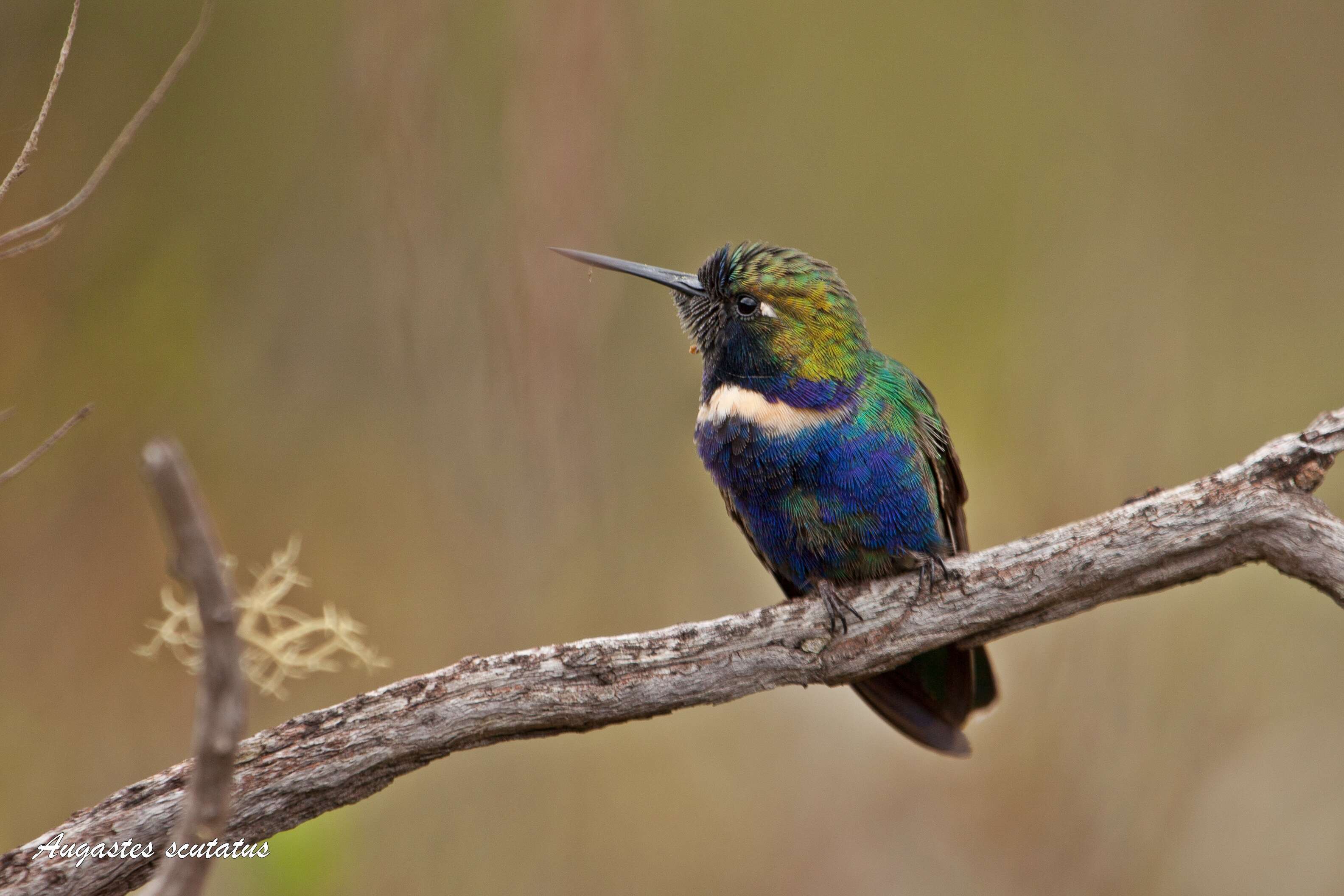 Augastes scutatus (Temminck 1824) resmi