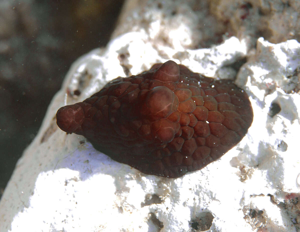 Image of velutin snail