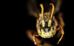 Image of Nomada articulata Smith 1854