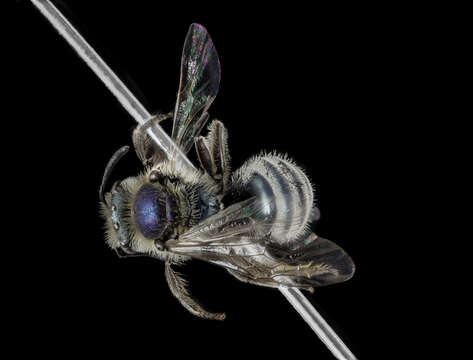 Lasioglossum pavonotum (Cockerell 1925)的圖片