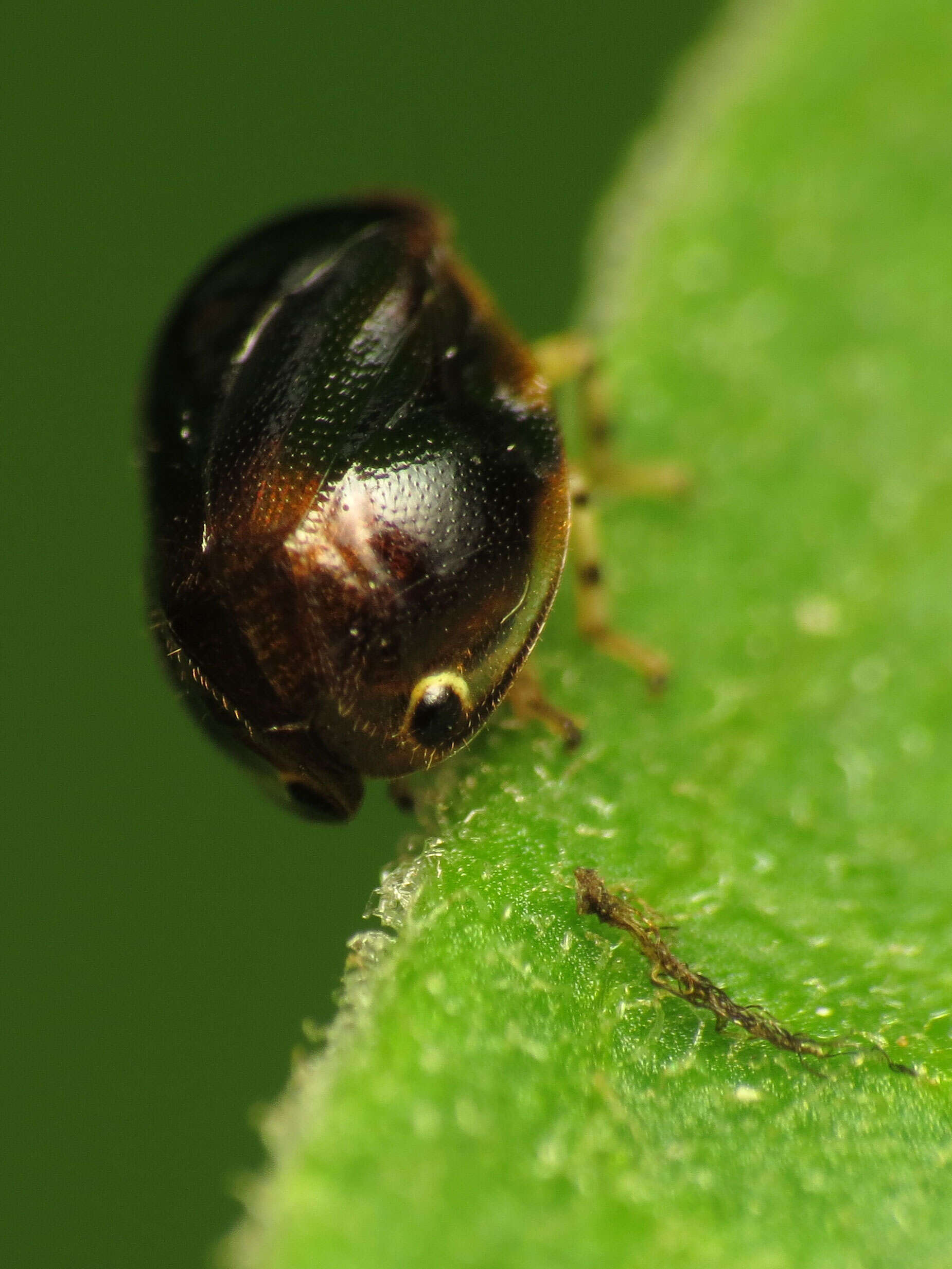 Image of Clastopteridae