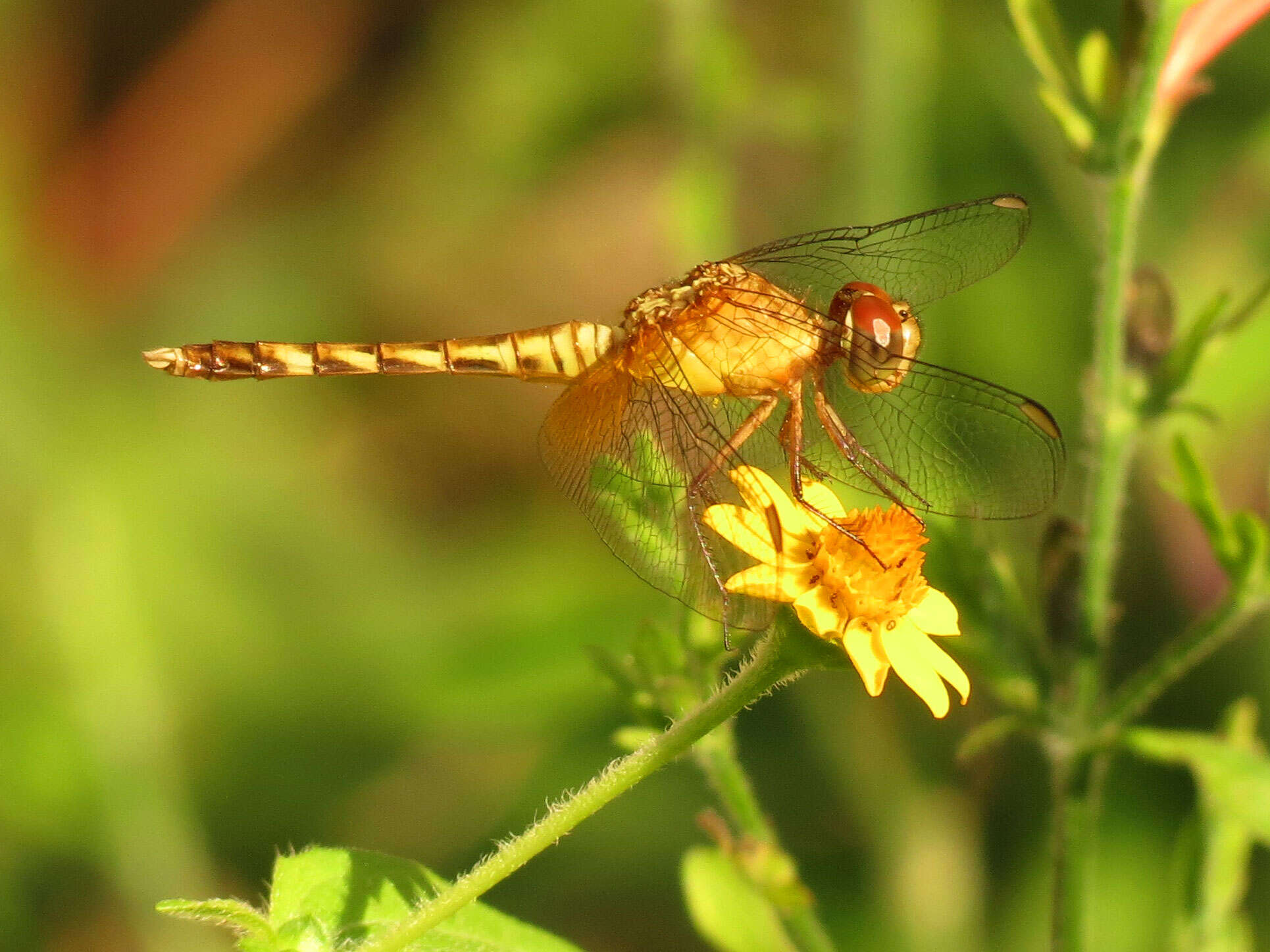 Sivun Erythrodiplax umbrata (Linnaeus 1758) kuva