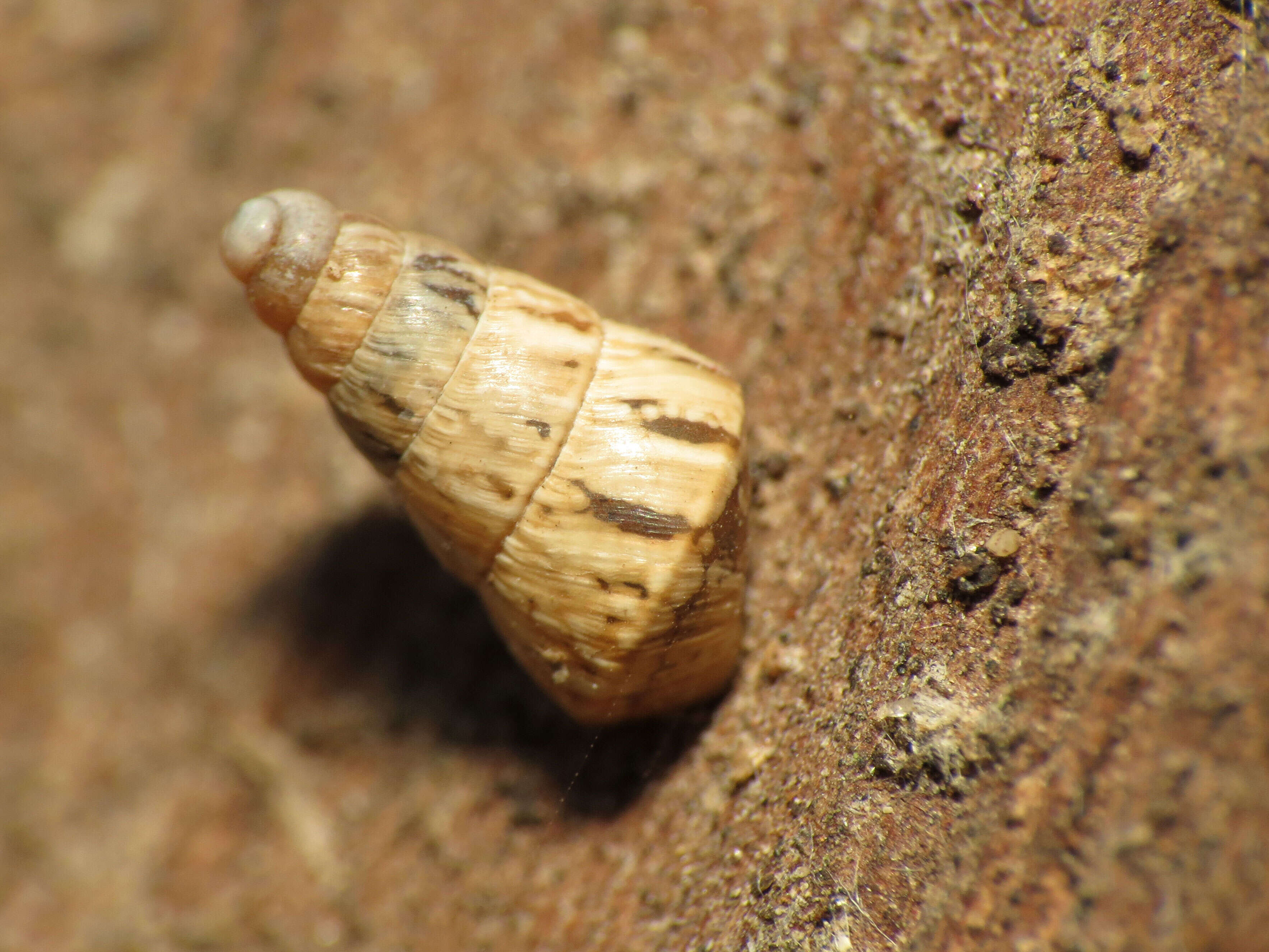 Image of Pointed snail