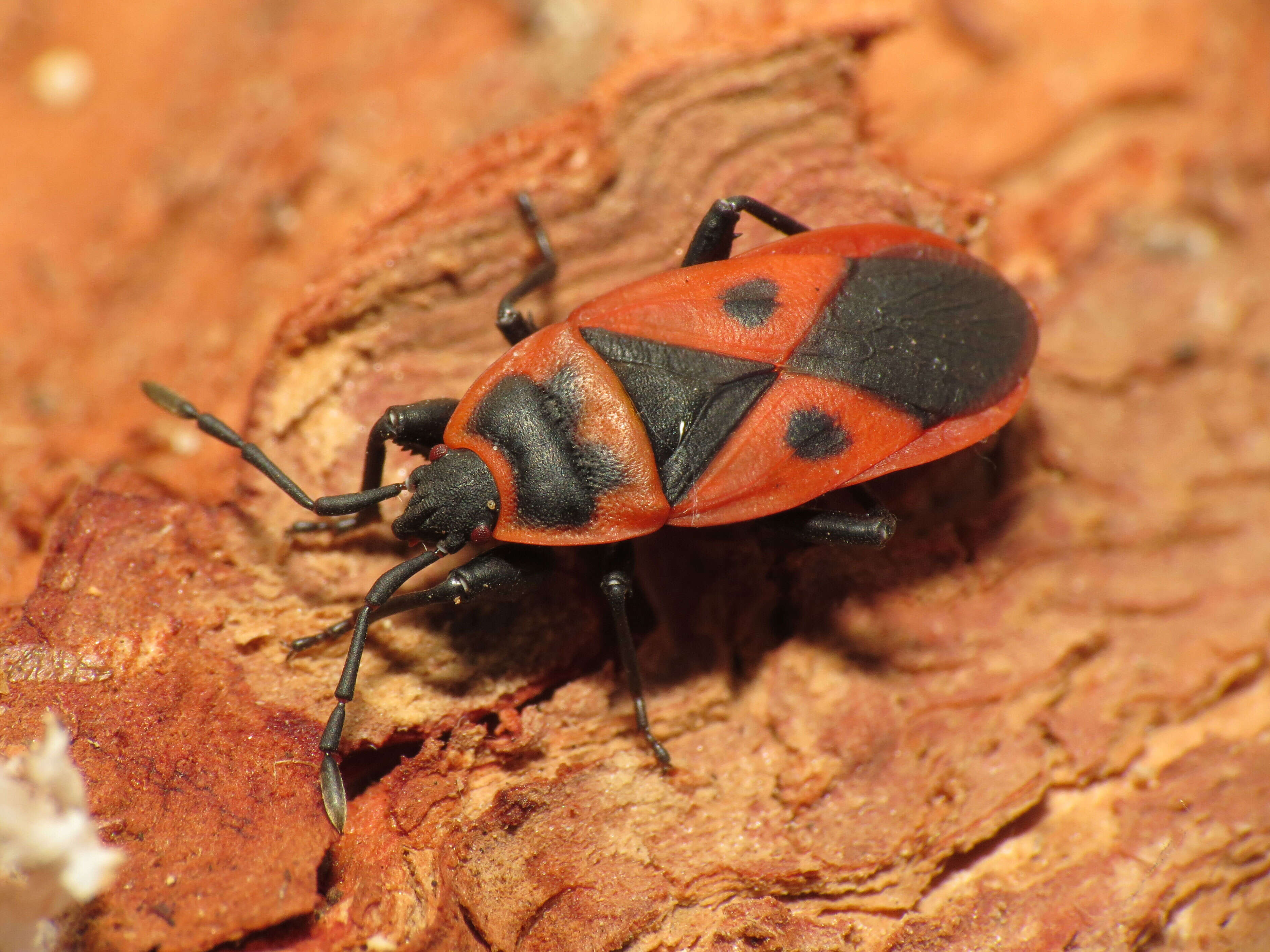 Image of Red bug