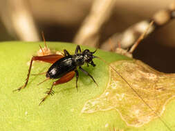 Image of winged bush crickets