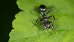 Cephalotes atratus (Linnaeus 1758) resmi