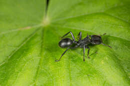 Cephalotes atratus (Linnaeus 1758) resmi