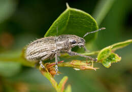 Image of Weevil