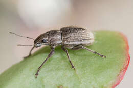 Image of Weevil