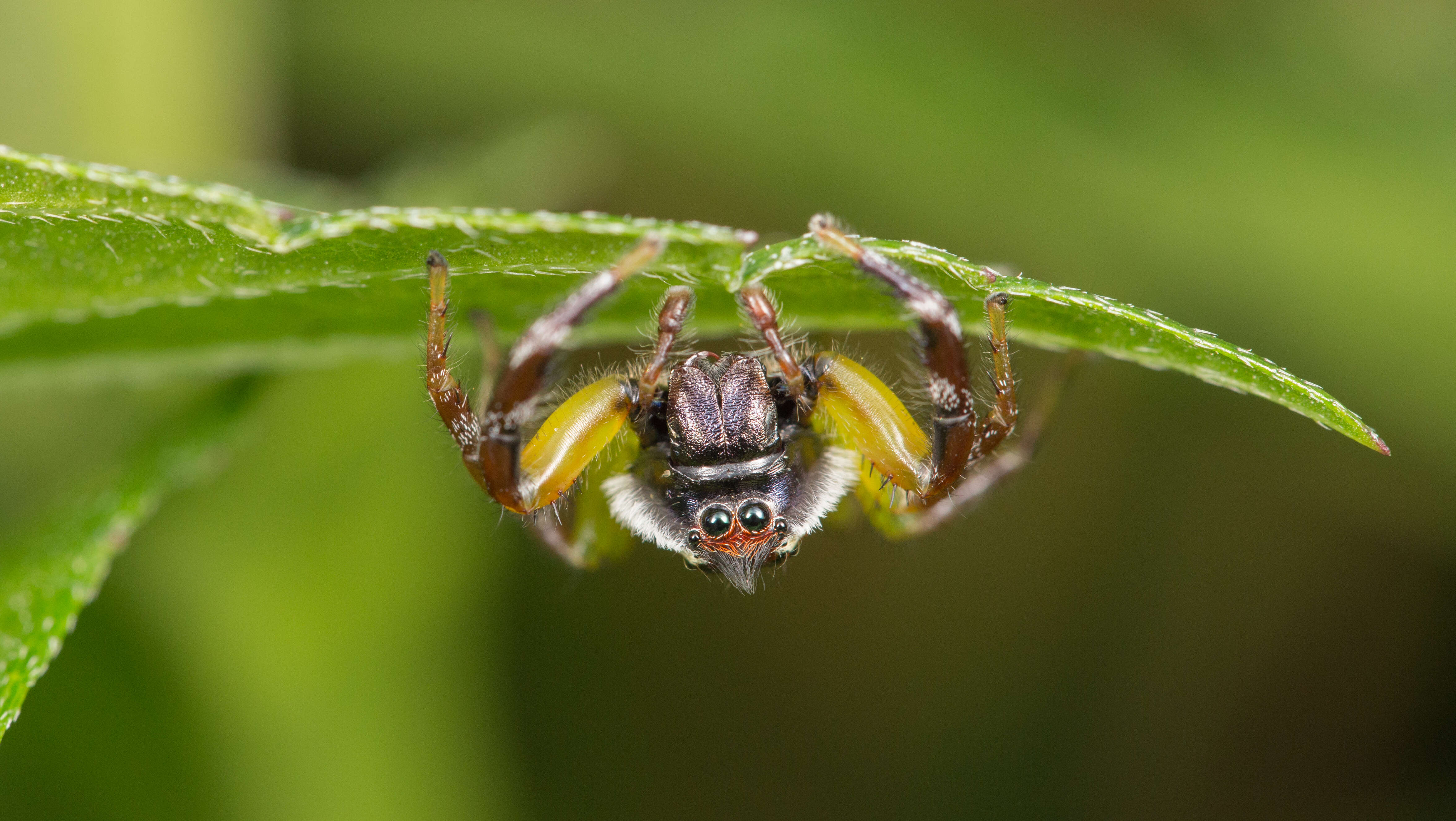 Image of Mopsus mormon Karsch 1878