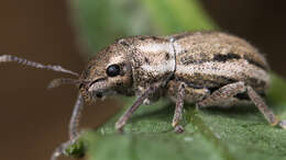 Image of Weevil