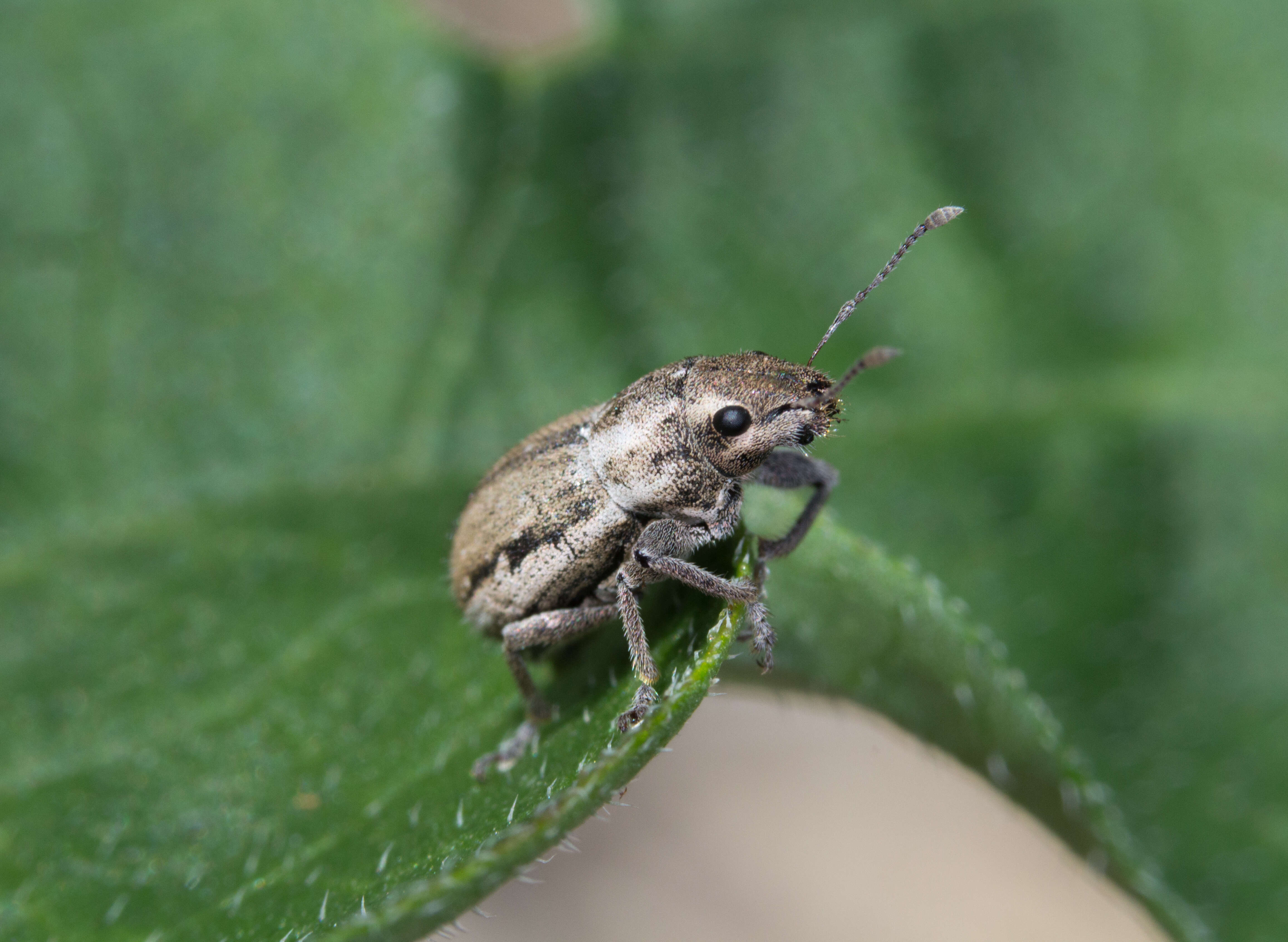 Image of Weevil