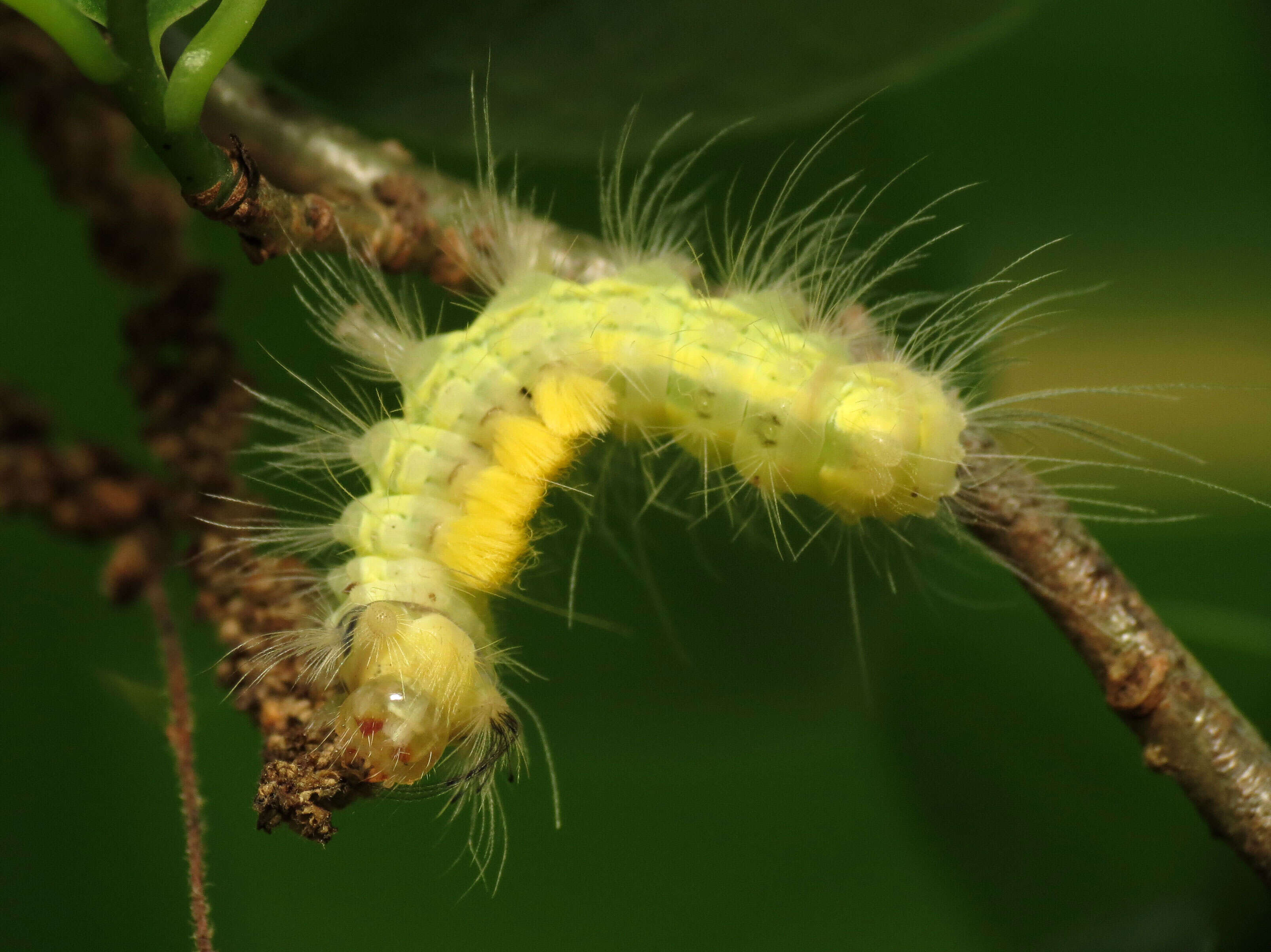 Image of Definite Tussock Moth