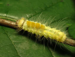 Image of Definite Tussock Moth