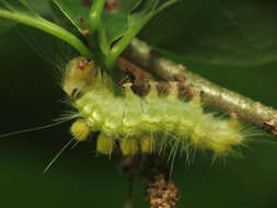 Image of Definite Tussock Moth