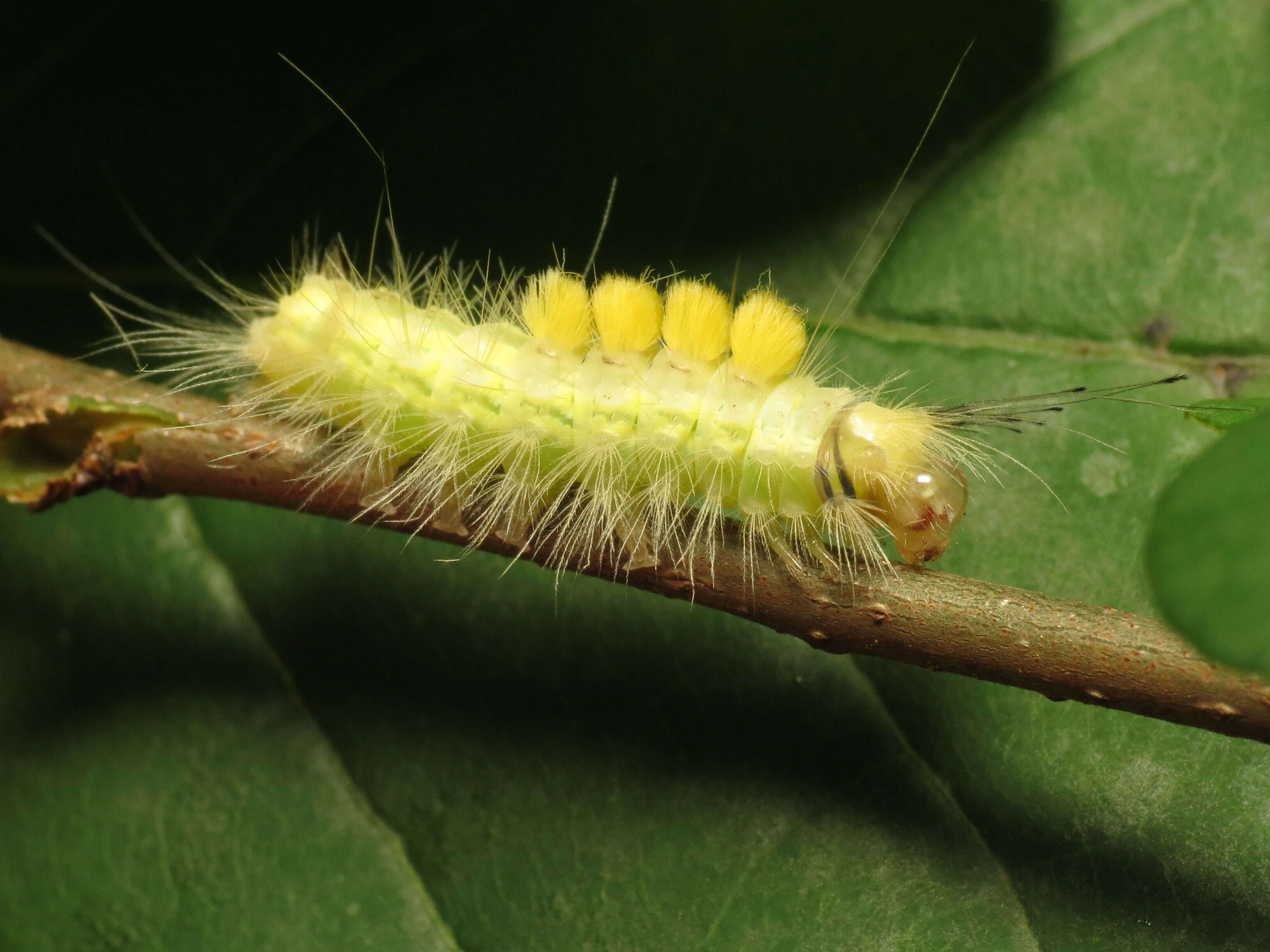 Image of Definite Tussock Moth