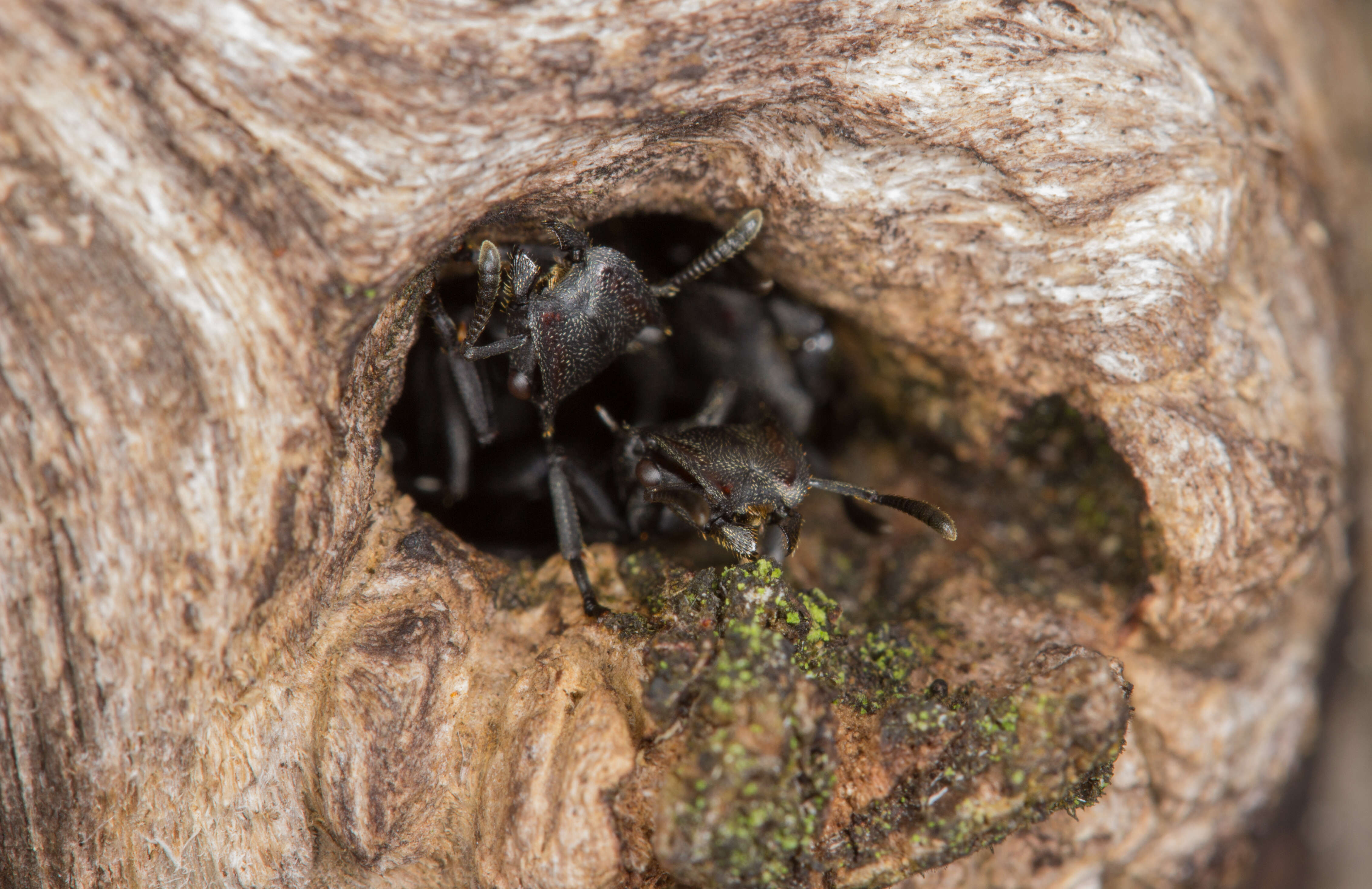 Cephalotes atratus (Linnaeus 1758) resmi